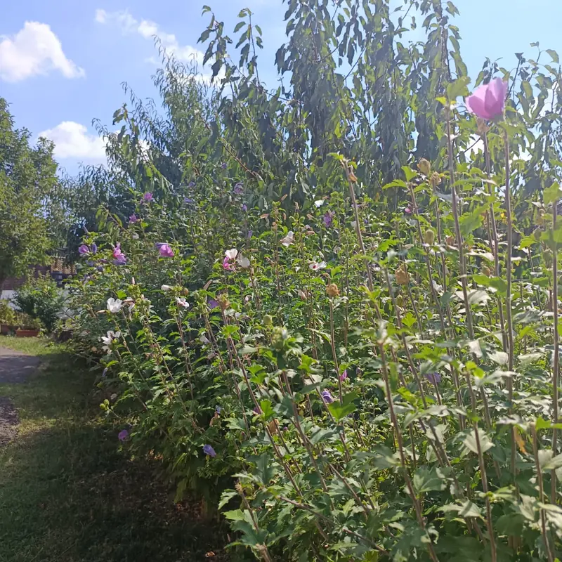 Il giardino recintato e le sue fioriture